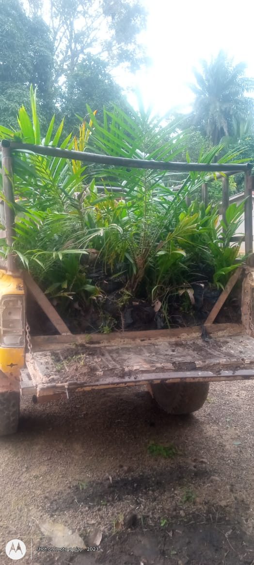 Seedlings being handled at the vehicle