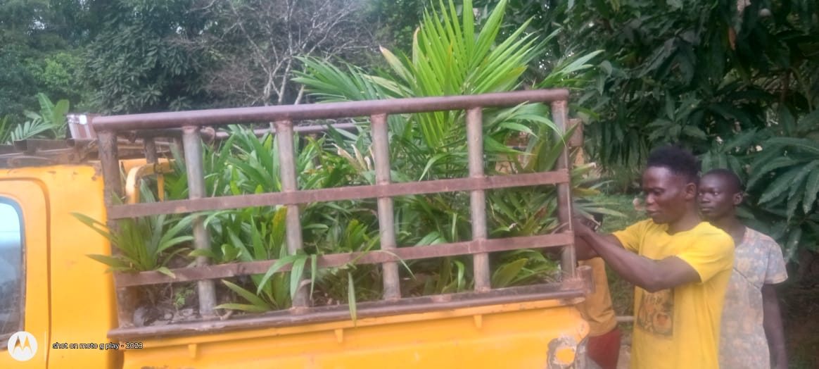 Seedlings loaded for transport